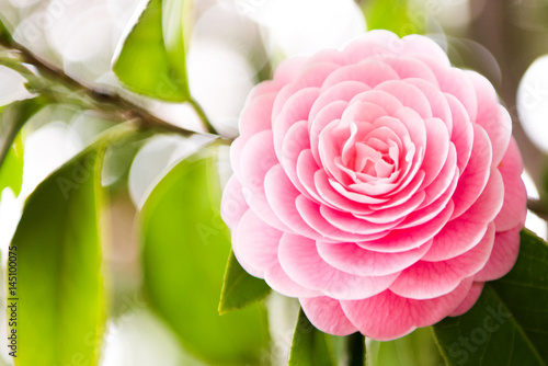 Print op canvas camellia blooming in the spring