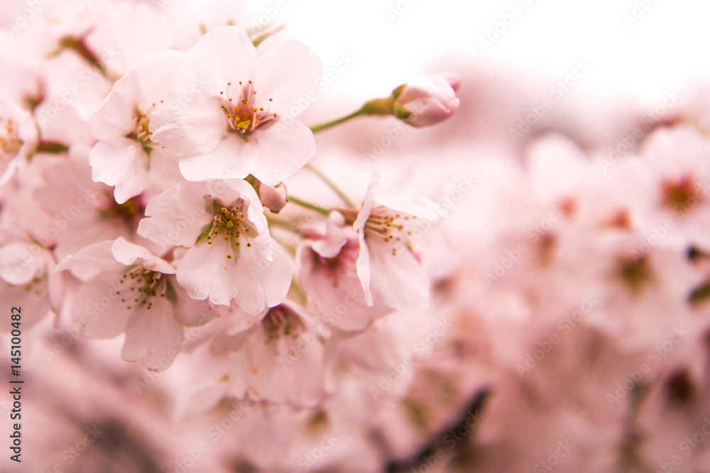 Cherry Blossom with Soft focus, Sakura season in japan,Background.