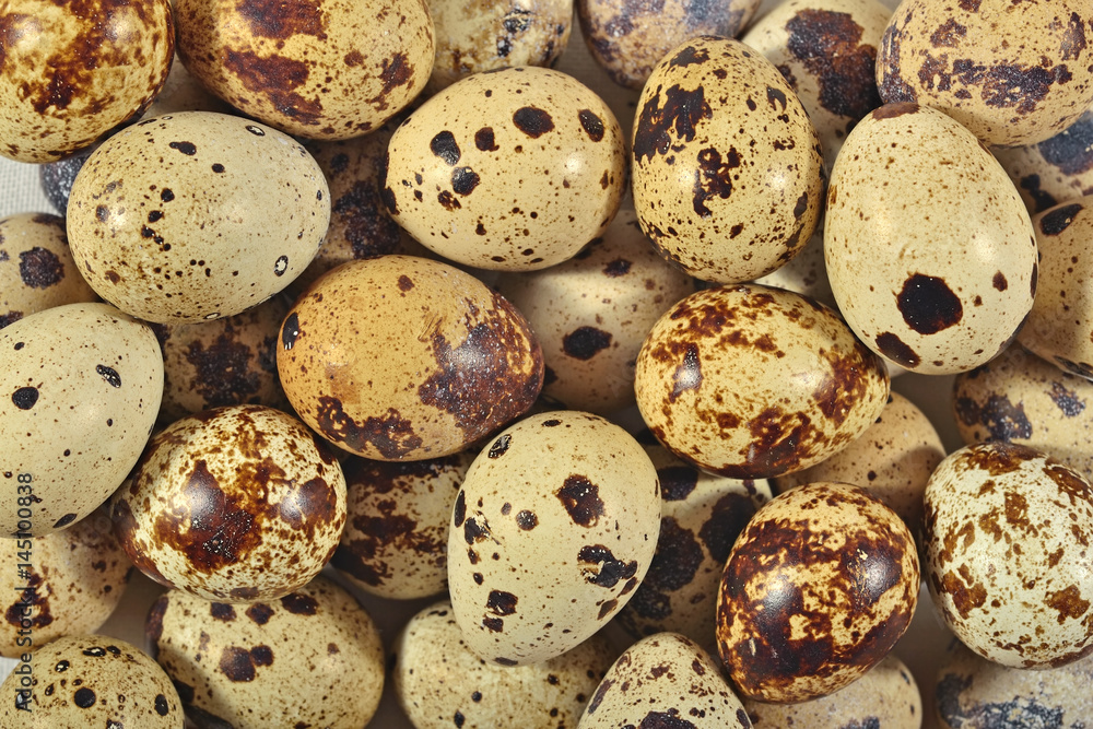 Quail eggs as background texture