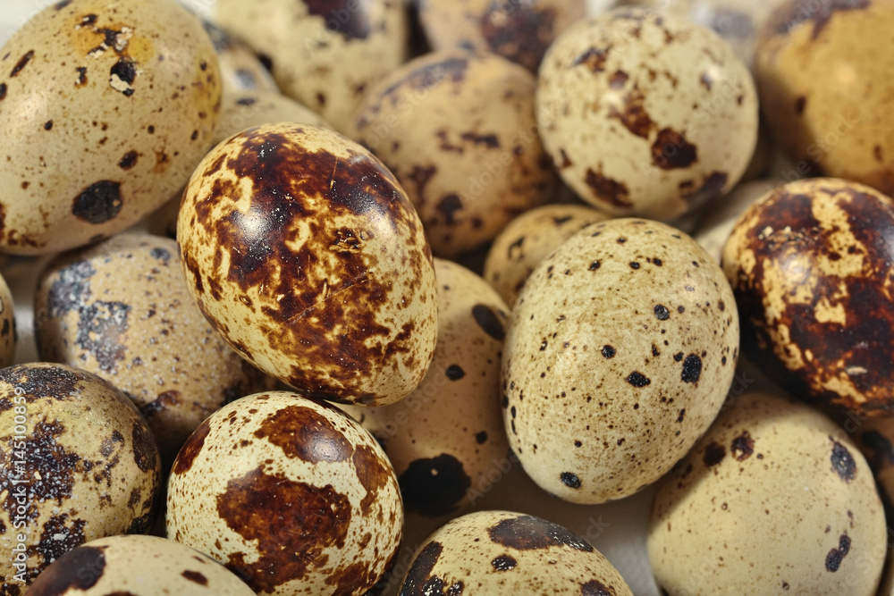 Quail eggs as background texture Quail eggs as background texture