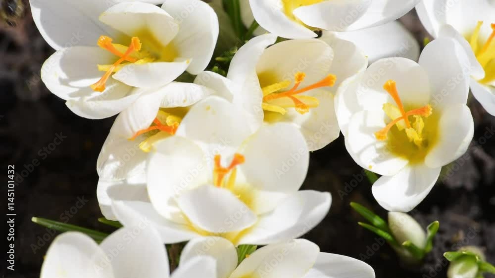 Honey bees collect nectar on crocuses Honey bees collect nectar on crocuses