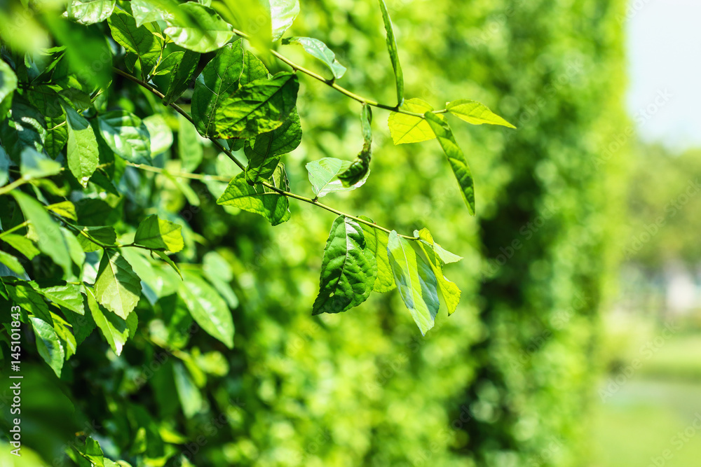 Obraz premium Nature green of leaf background with selective focus