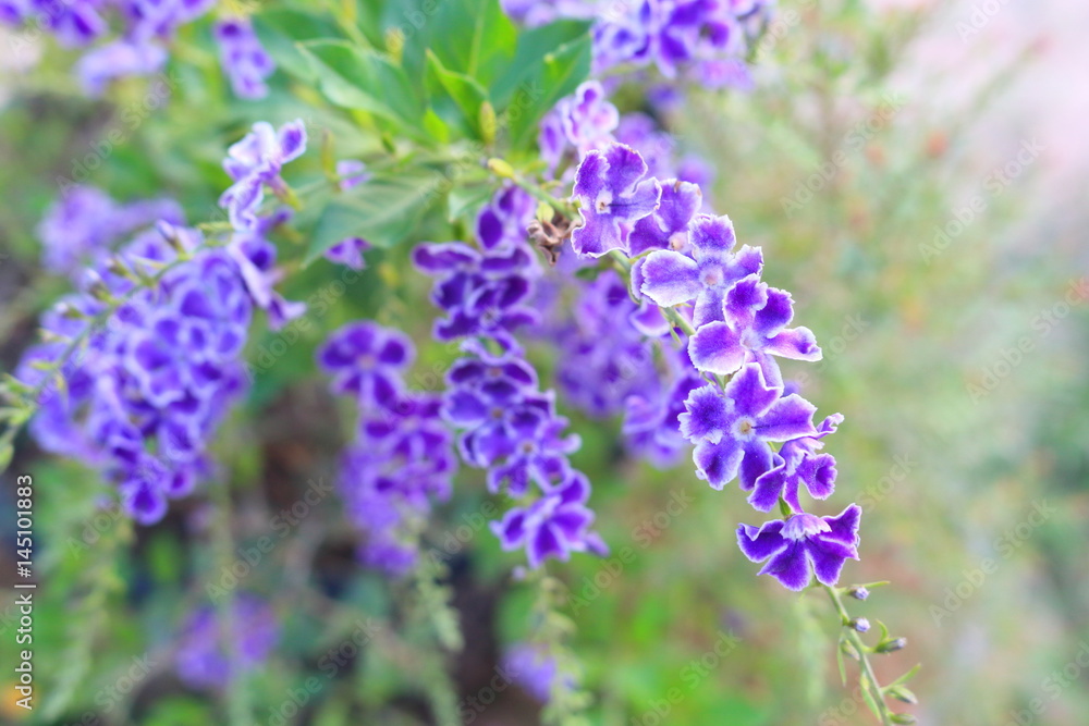 Duranta repens many beautiful purple flowers in the garden. Duranta repens many beautiful purple flowers in the garden.