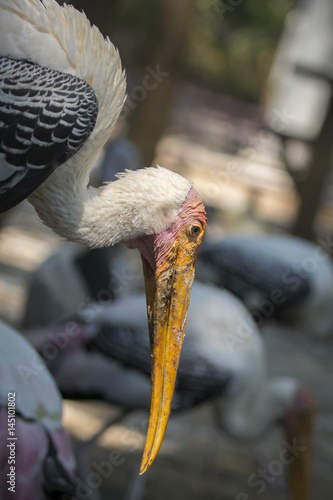 Image of a Lesser adjutant stork. wild animals. photo