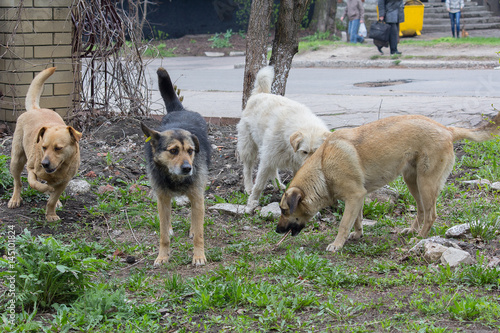 Flock of stray homeless dogs on a city street