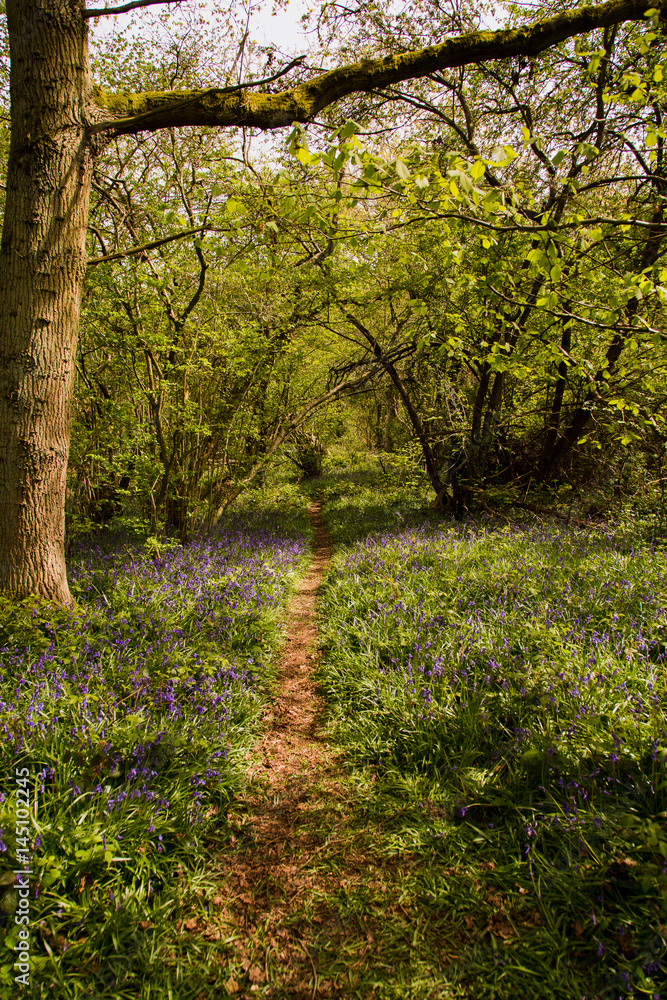 Fototapeta premium Down a rabbit hole 