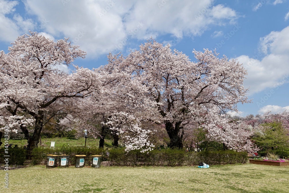神代植物公園の桜 神代植物公園の桜