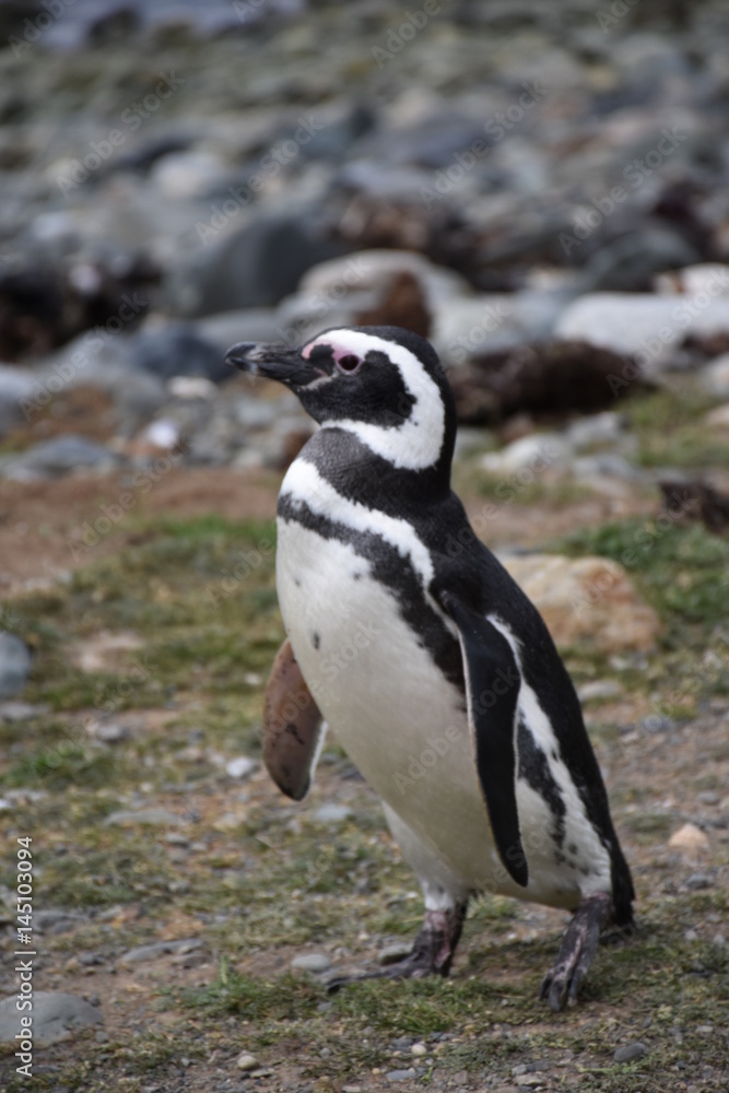 Naklejka premium Pingouins