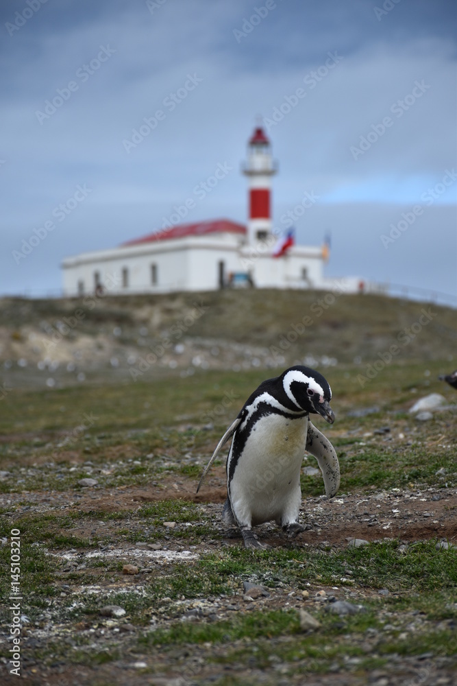 Obraz premium Splendide pinguoins
