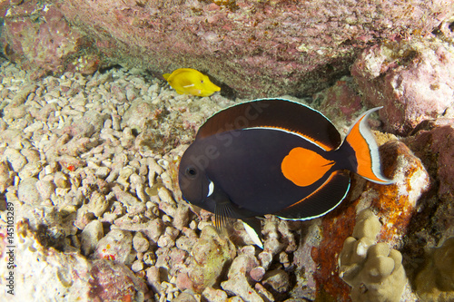 Achilles tang in hawaii