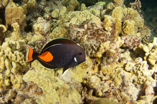 Achilles tang in hawaii