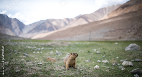 Prairie dog  Leh Ladakh   India