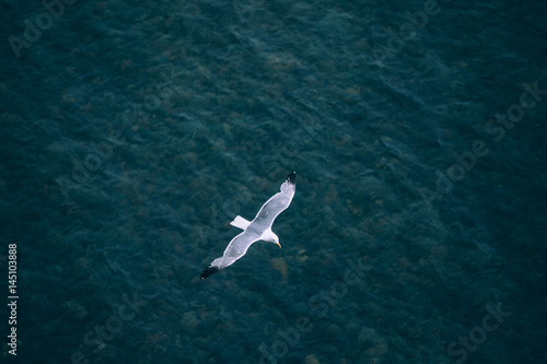 A bird flying over the blue surface of the lake © Ilya