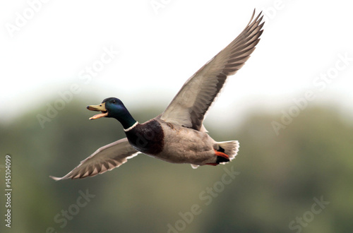  Male Mallard Duck (Anas platyrhynchos) flying above river Danube,in Belgrade,Zemun,Serbia.