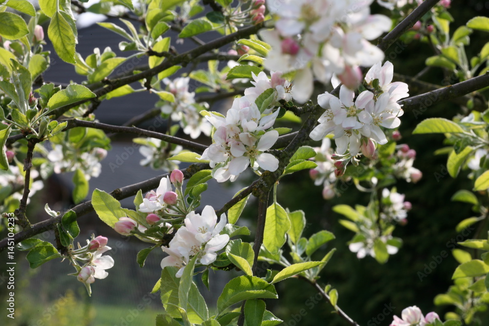 apple blossom apple blossom