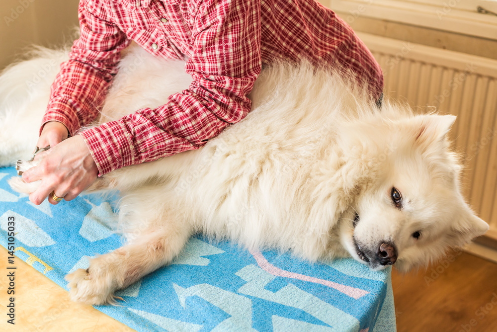 Close up of female handler cutting Samoyed dogs nails using a sharp dog