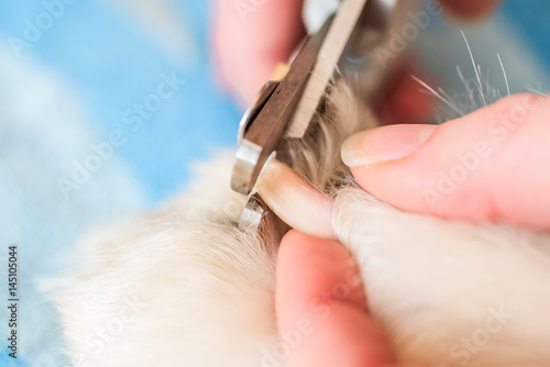 Sticker Close up of female handler cutting Samoyed dogs nails using a sharp dog nail clipper