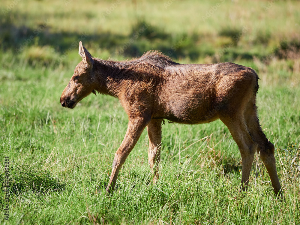 Young brown moose walking on green grass at summertime meadow. Young brown moose walking on green grass at summertime meadow.