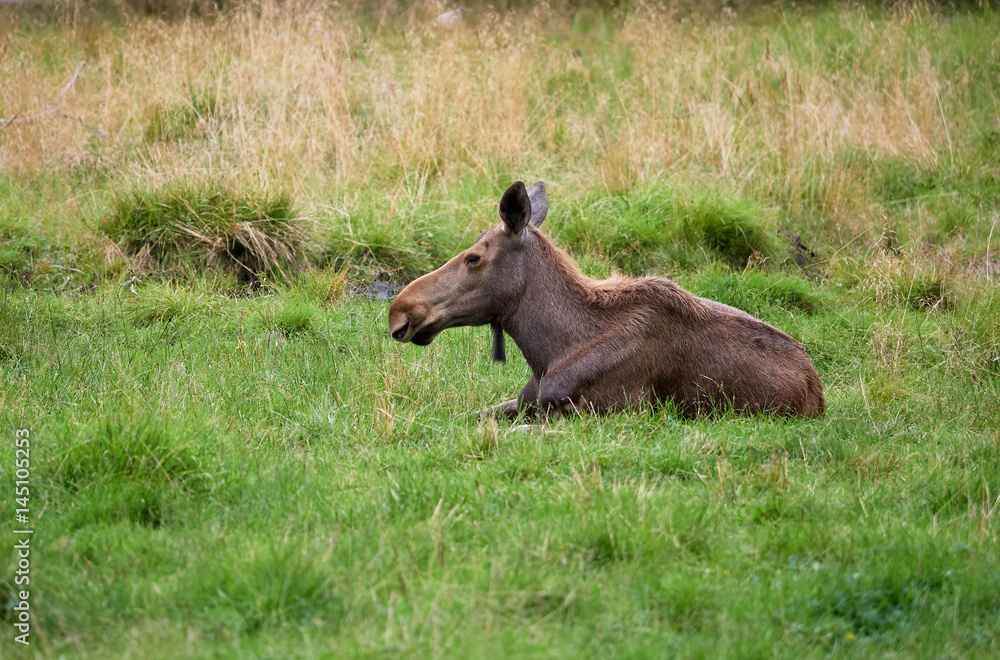 Fototapeta premium Young brown moose lying on green grass at summertime meadow.