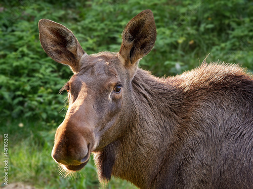 Big brown moose staring curiously in close up animal portrait.