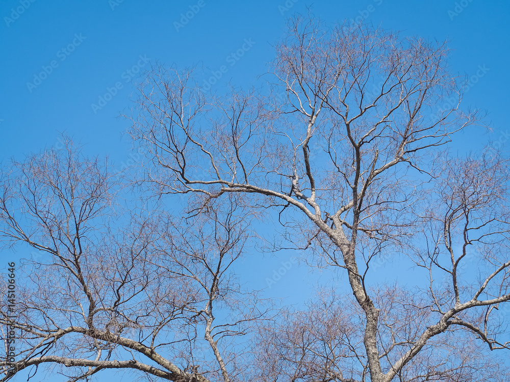 Leafless branches of sakura tree against blue sky. Osaka, Japan Leafless branches of sakura tree against blue sky. Osaka, Japan