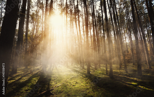 Foggy and mysterious forest