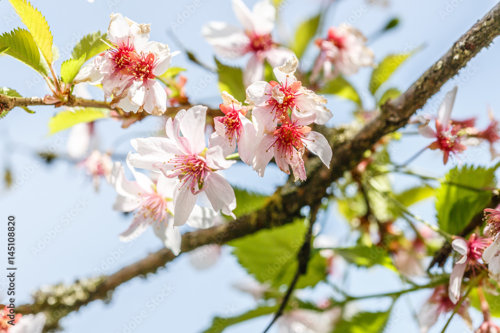 Cherry Blossom Branch in the Foreground with blue sky as background Cherry Blossom Branch in the Foreground with blue sky as background