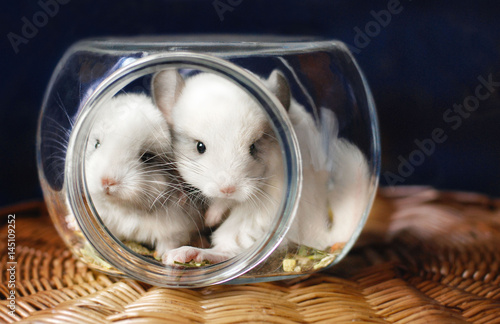 Chinchilla, Pet, Cute