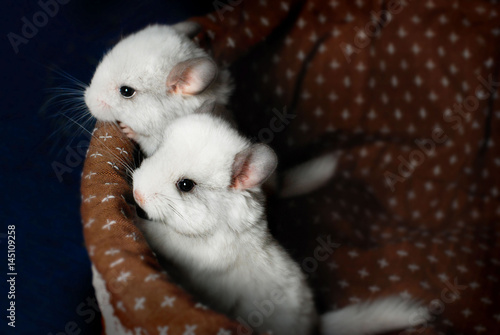 Chinchilla, Pet, Cute