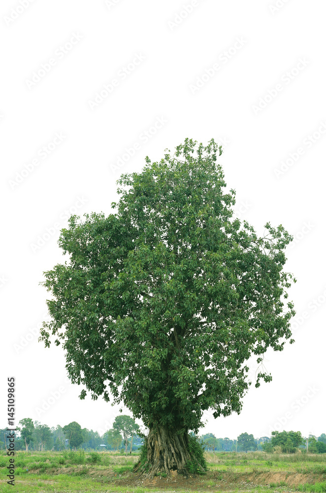 Fototapeta premium tree isolated