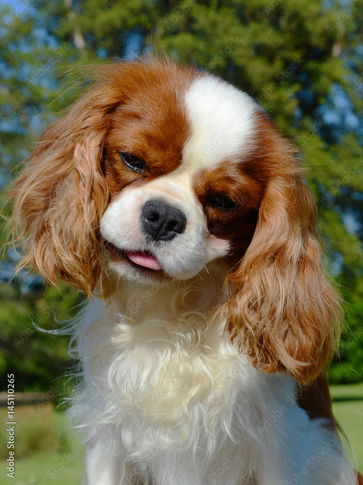 Cavalier King Charles dog.