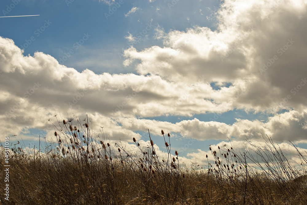 Indiana Field