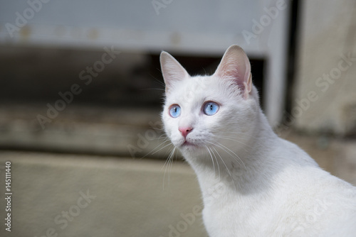 Wallpaper Mural Confused cat's armchair Torontodigital.ca