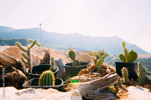 Small cacti in a pot. In the mountains near the house, against the background of the sky and sunlight flare.