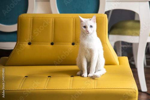 Wallpaper Mural Confused cat's armchair Torontodigital.ca