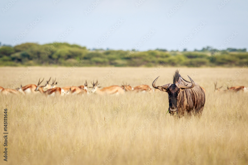 Fototapeta premium Blue wildebeest starring at the camera.