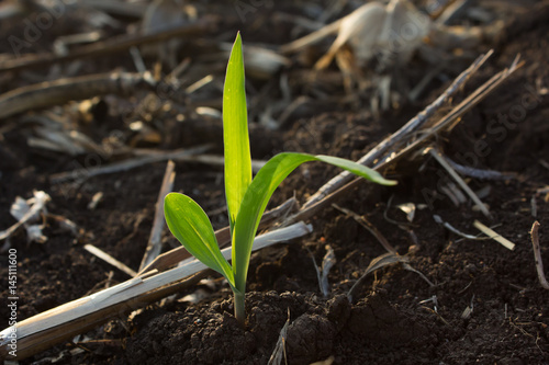 young corn in ground