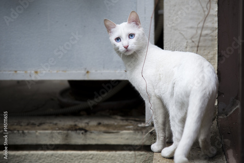 Wallpaper Mural Confused cat's armchair Torontodigital.ca