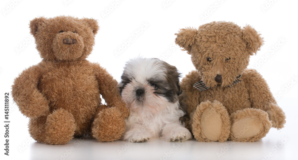Fototapeta premium shih tzu puppy
