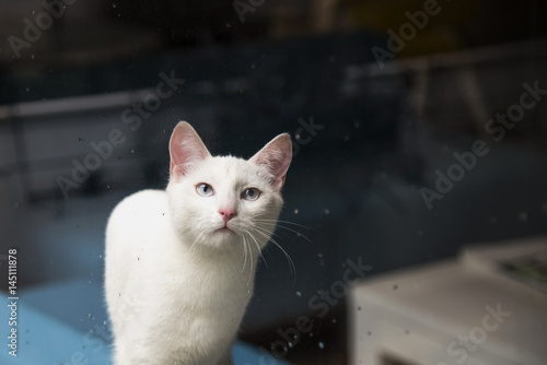 Wallpaper Mural Confused cat's armchair Torontodigital.ca