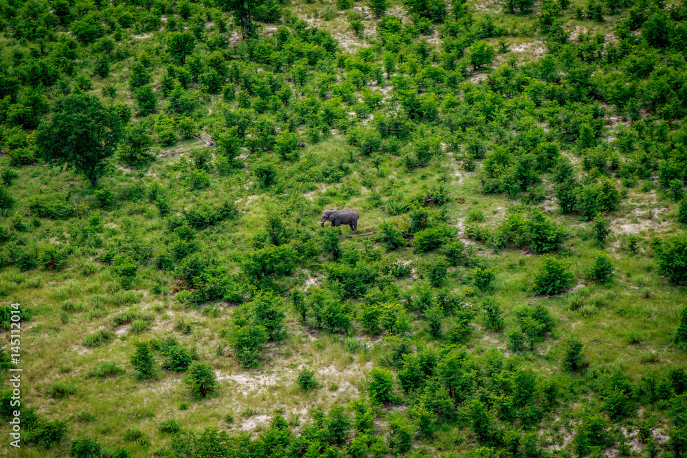 Naklejka premium Aerial view of an Elephant in the Okavango.