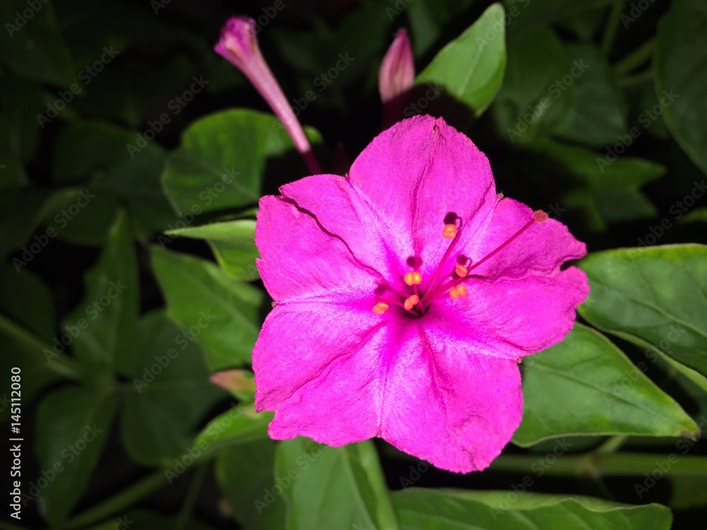 Mirabilis jalapa flower marvel of peru pink Mirabilis jalapa flower marvel of peru pink