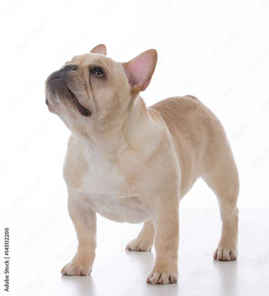 Fototapeta premium male french bulldog