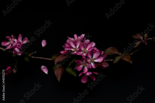Pink flowers on a black background shallow depth of field low key, selective focus
