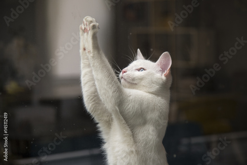Wallpaper Mural Confused cat's armchair Torontodigital.ca