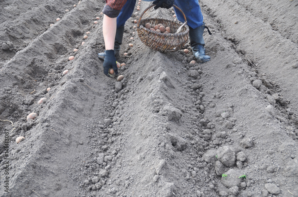 Farmer planting potatoes in springtime. Man planting potato field. Farmer planting potatoes in springtime. Man planting potato field.