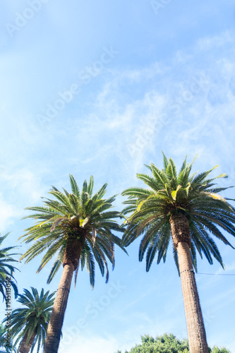 Two tropical palm tree on pale blue sky background with copy space