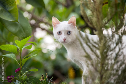 Wallpaper Mural Confused cat's armchair Torontodigital.ca