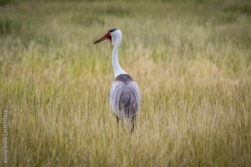 Naklejka premium Wattled crane in high grass.