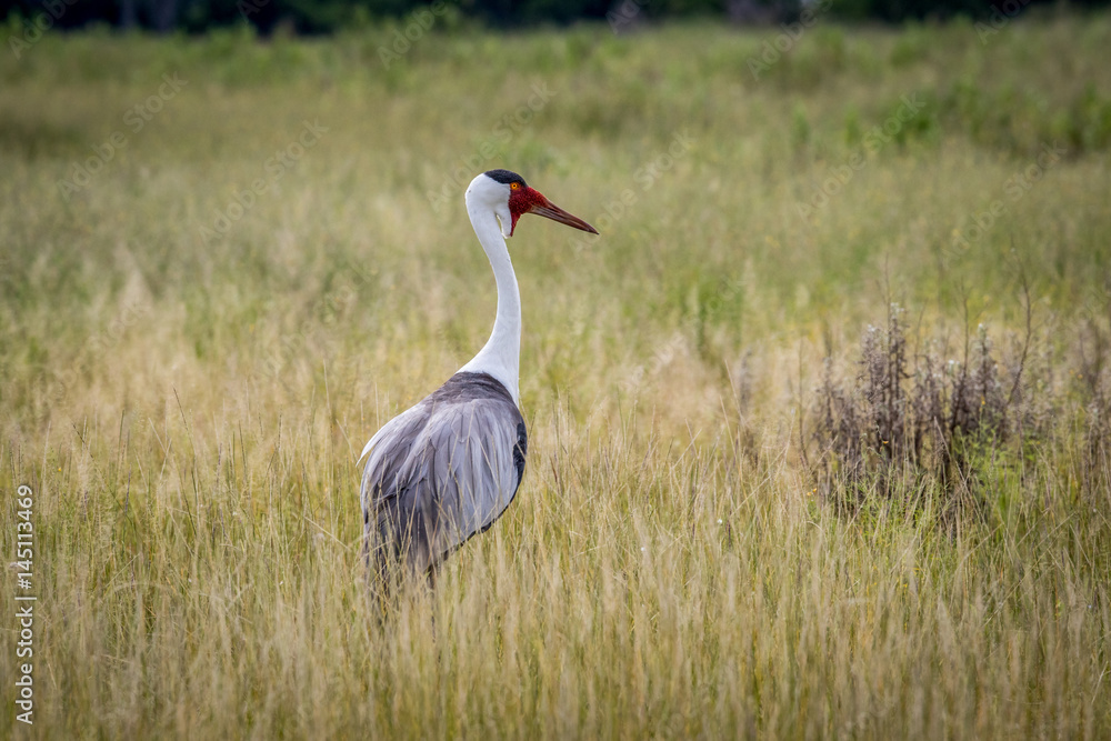Fototapeta premium Wattled crane in high grass.